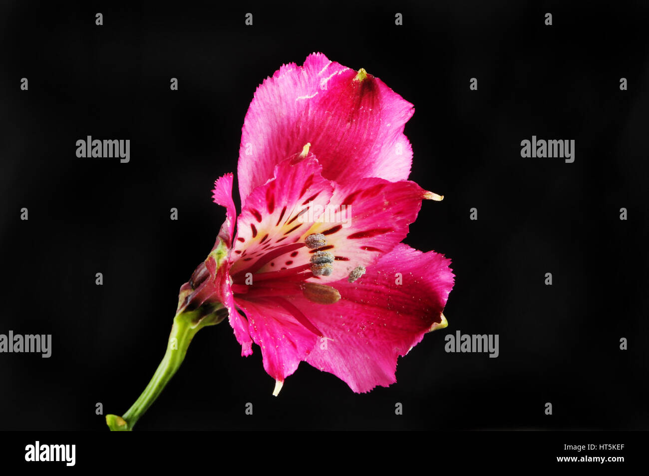 Profondo rosso fiore Alstroemeria isolata contro il nero Foto Stock