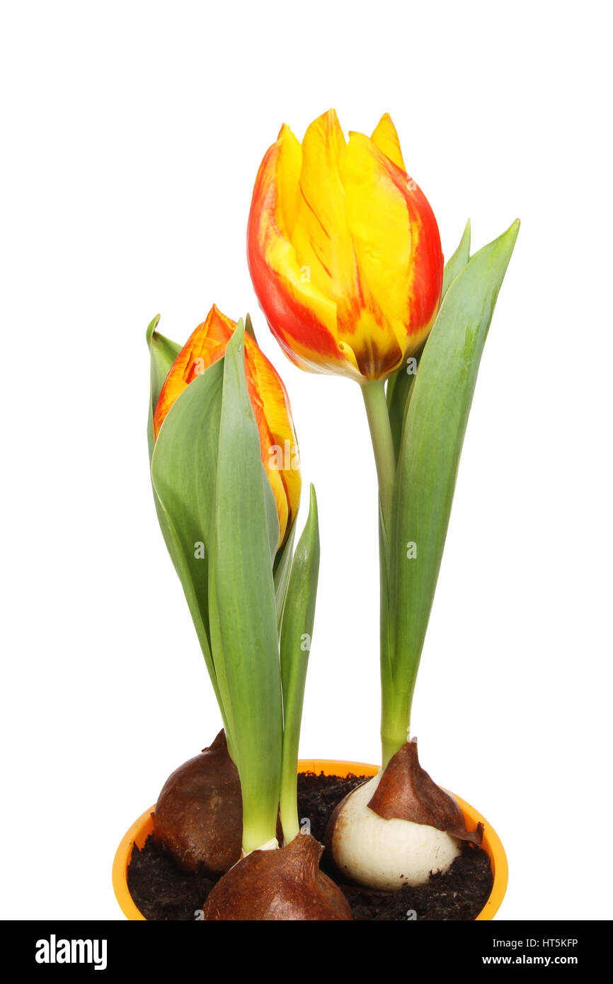 Tulip le lampadine con fiori rossi e gialli isolata contro bianco Foto Stock