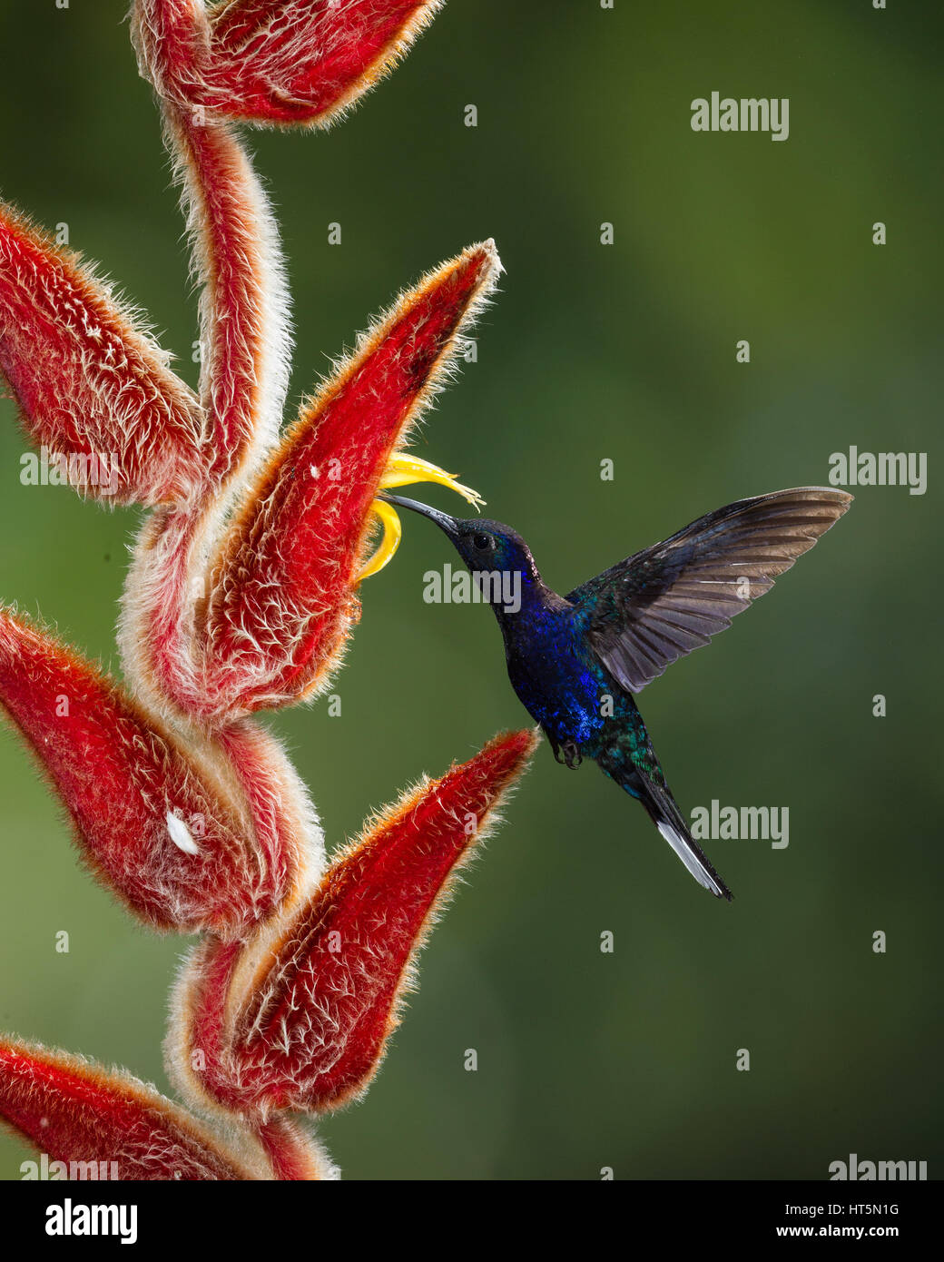 Il Violet Sabrewing Hummingbird, Largipennis hemileucurus, è un grande hummingbird nativi a Sud del Messico e America centrale per quanto riguarda il sud un Foto Stock