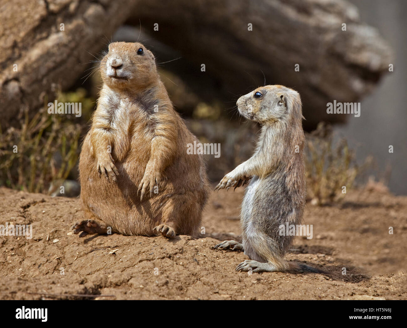 Due Black-Tailed i cani della prateria (cynomys ludovicianus) per adulti e bambini Foto Stock