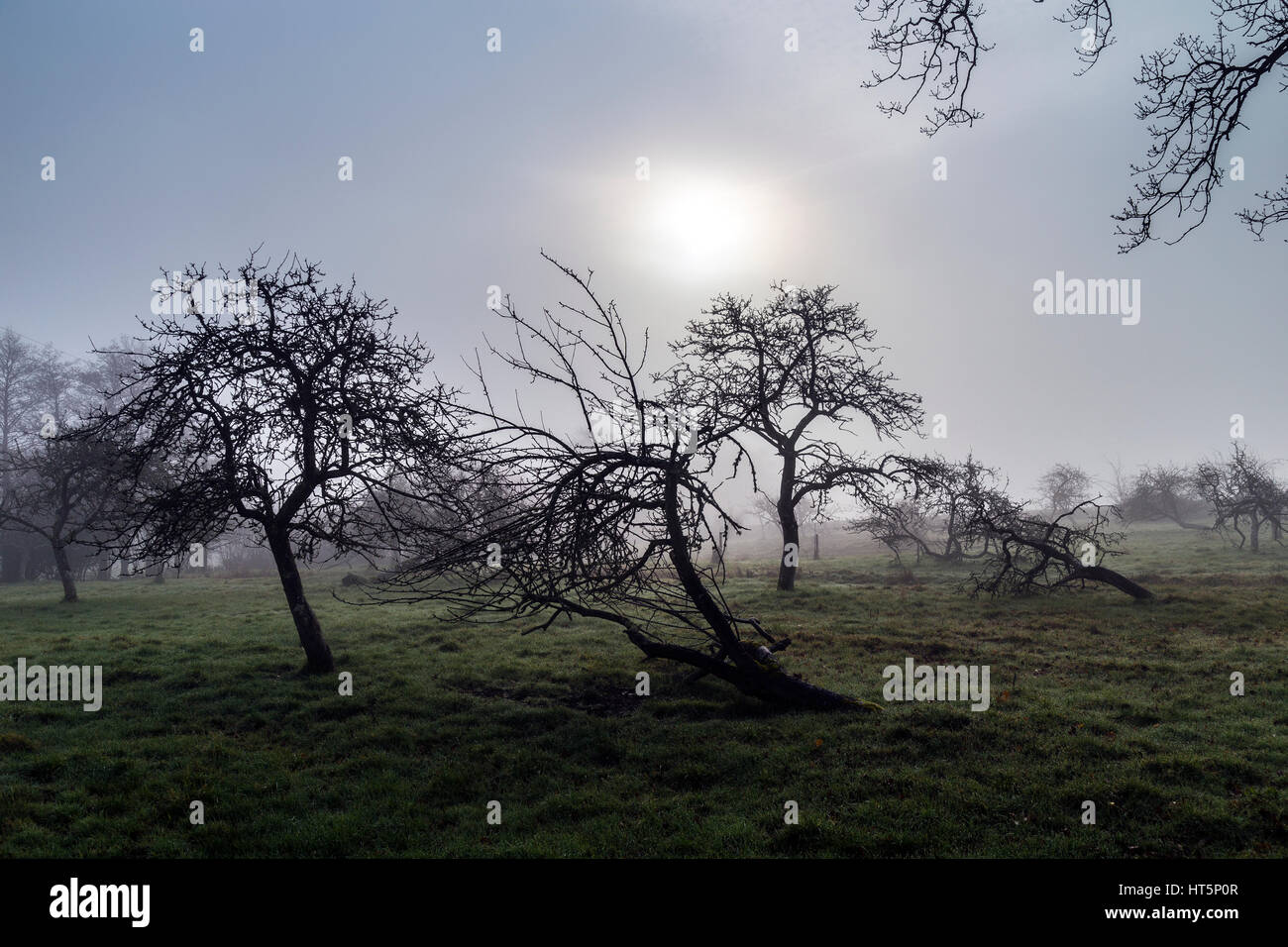 Orchard swathed in eerie nebbia di mattina nel villaggio di ODF Dunsford,Teign Valley,Parco Nazionale di Dartmoor Devon Foto Stock