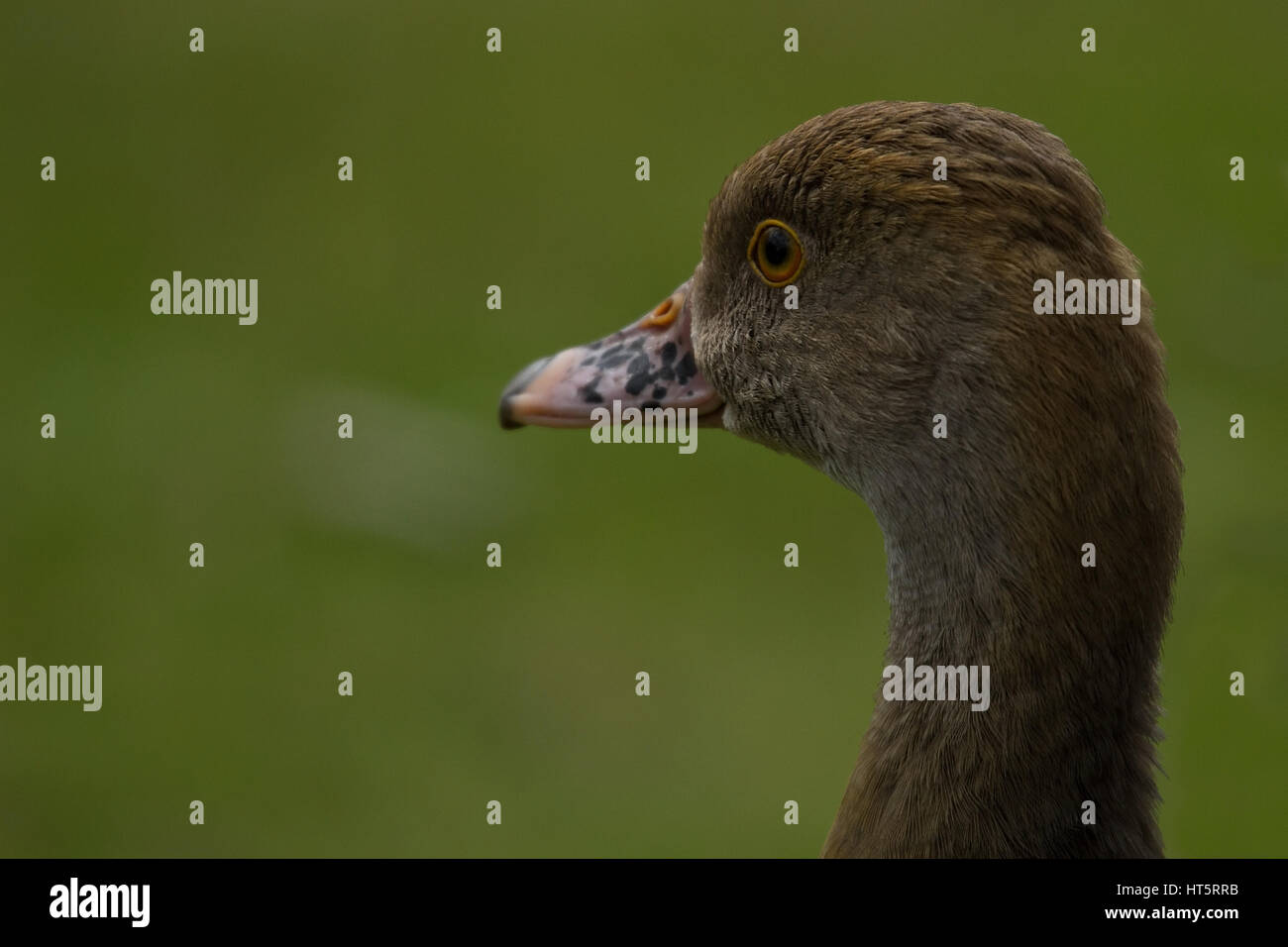 Foto ritratto di un sibilo (vagabondaggio) anatra con un erba verde sullo sfondo Foto Stock