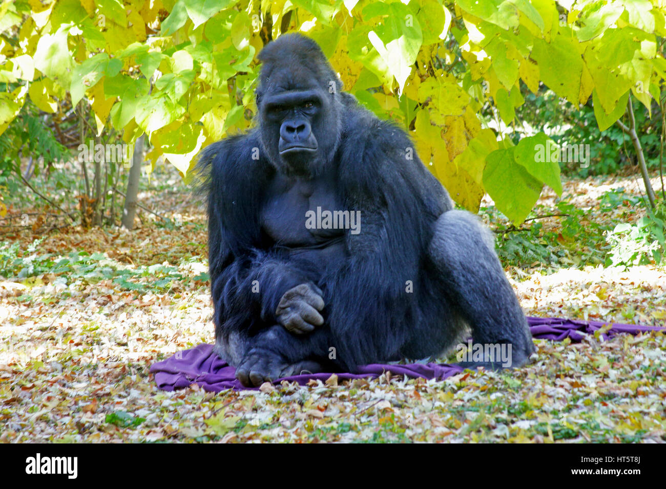 Gorilla Silverback seduta vegetazione verde Foto Stock