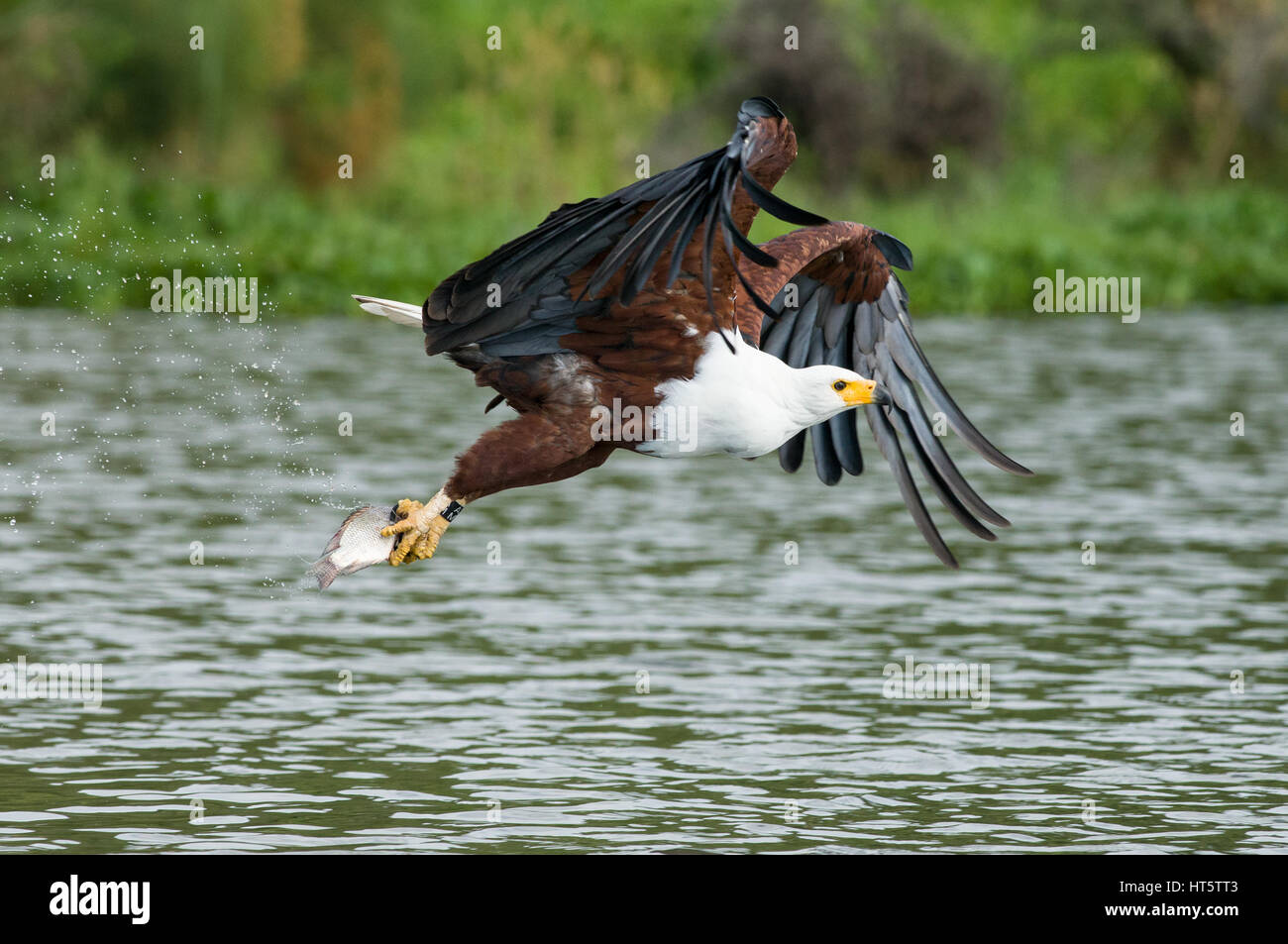 African fish eagle (Haliaeetus vocifer) volare al di sopra dell'acqua con pesci di artigli, Lake Naivasha, Kenya Foto Stock