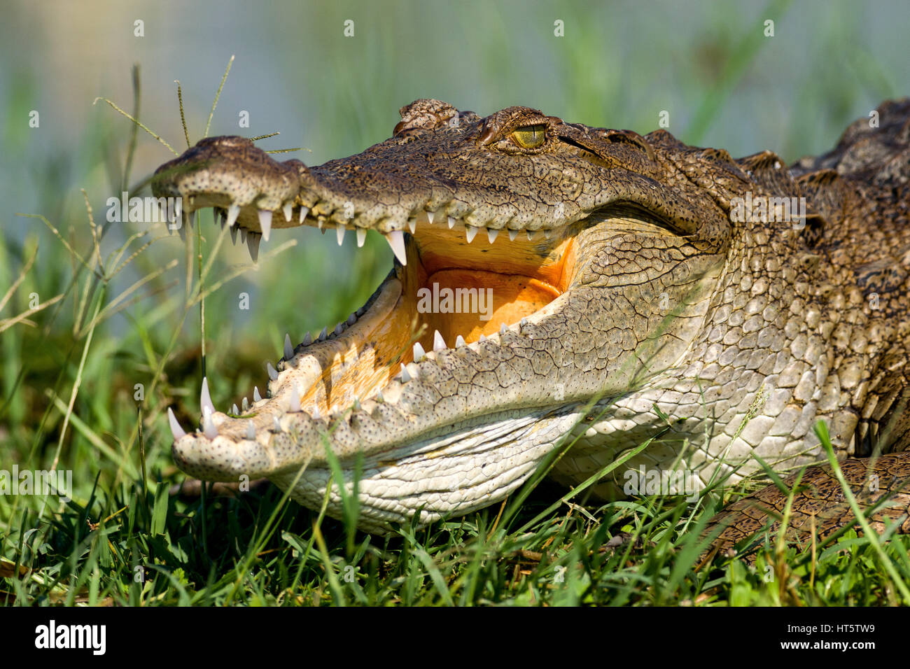 Coccodrillo del Nilo (Crocodylus niloticus) illuminata dal sole, Lake Baringo, Kenya Foto Stock