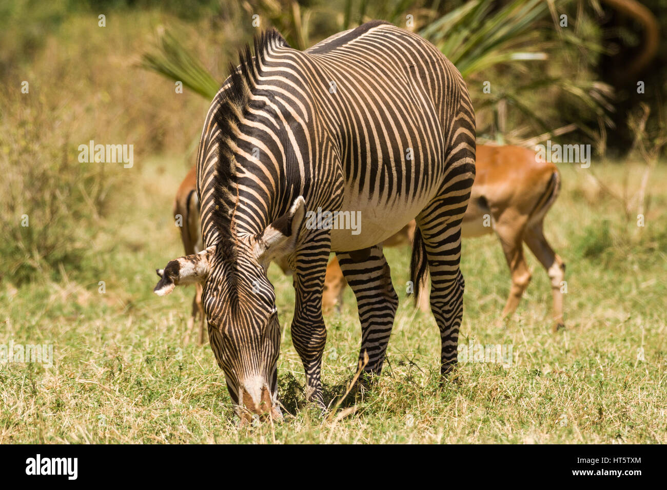 Di Grevy Zebra (Equus grevyi) pascolo, Samburu Foto Stock