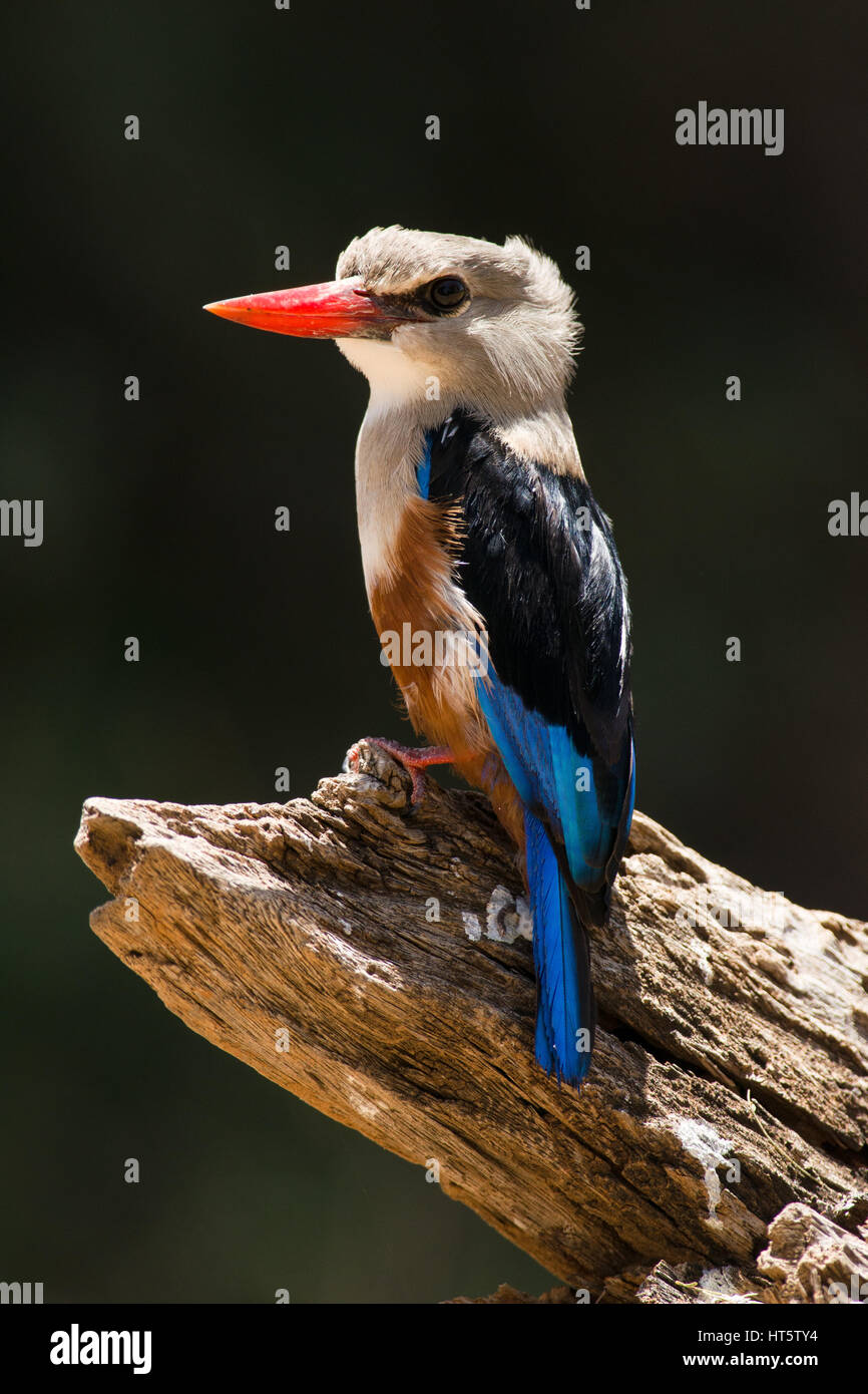Gray-Headed Kingfisher (Halcyon leucocephala) sul ramo, Samburu Foto Stock