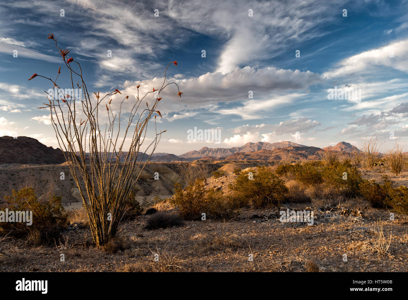 Un grande impianto Ocotilo (Fouquieria splendens) fioritura in Big Bend Badlands, Texas Foto Stock