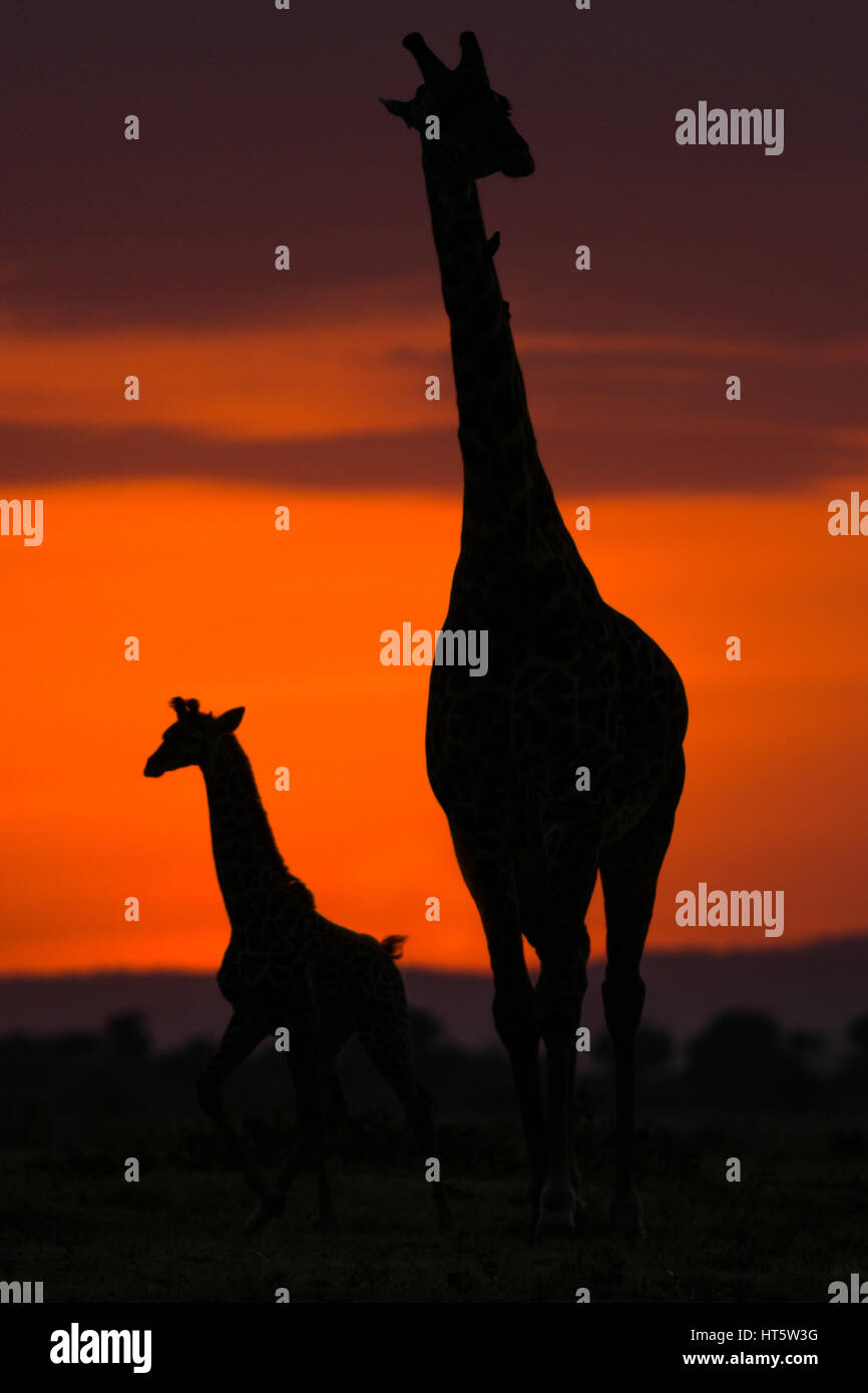 Due stagliano le giraffe contro un cielo rosso di sunrise, il Masai Mara riserva nazionale, Kenya, Africa orientale Foto Stock