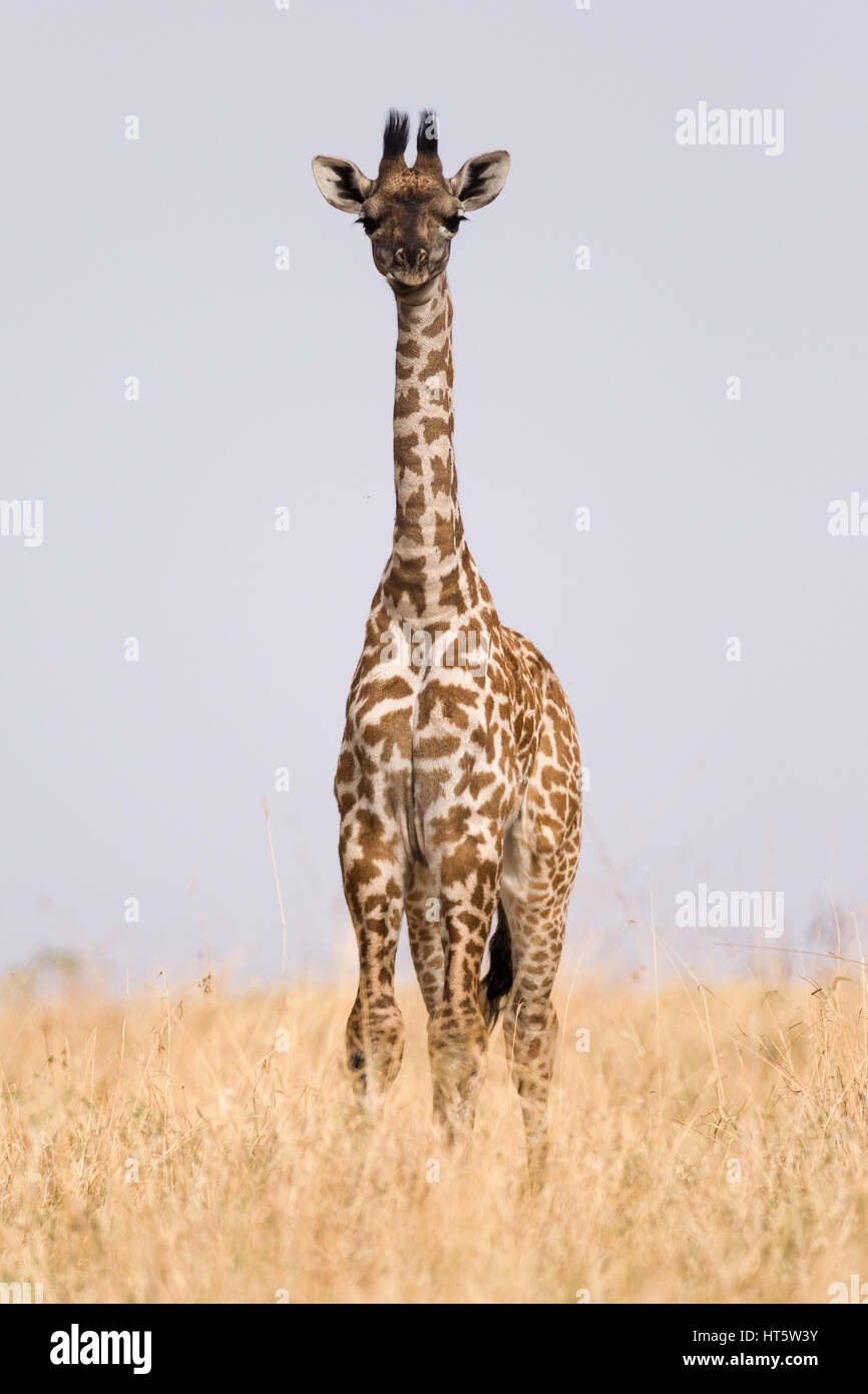 Lone (giraffa camelopardalis Giraffa) in piedi in erba secca di Savannah, il Masai Mara, Kenya Foto Stock