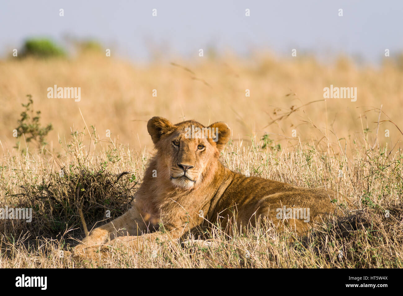 Leone di appoggio in erba secca nella luce del mattino (panthera leo), il Masai Mara, Kenya Foto Stock