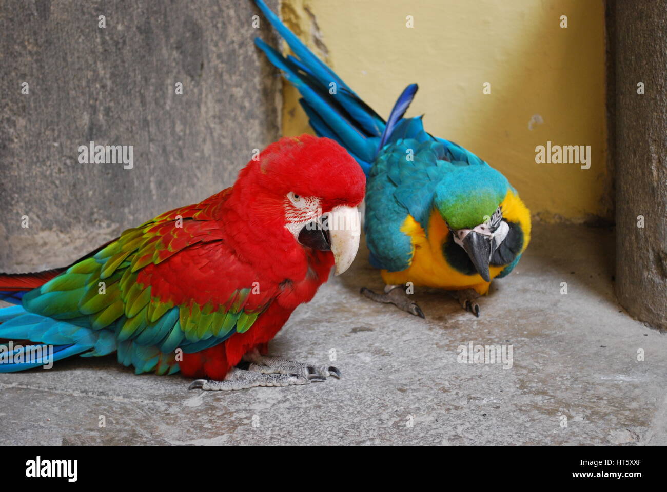 Due pappagalli (blu-giallo macaw e rosso-verde macaw) sono sedute sul pavimento. Foto Stock