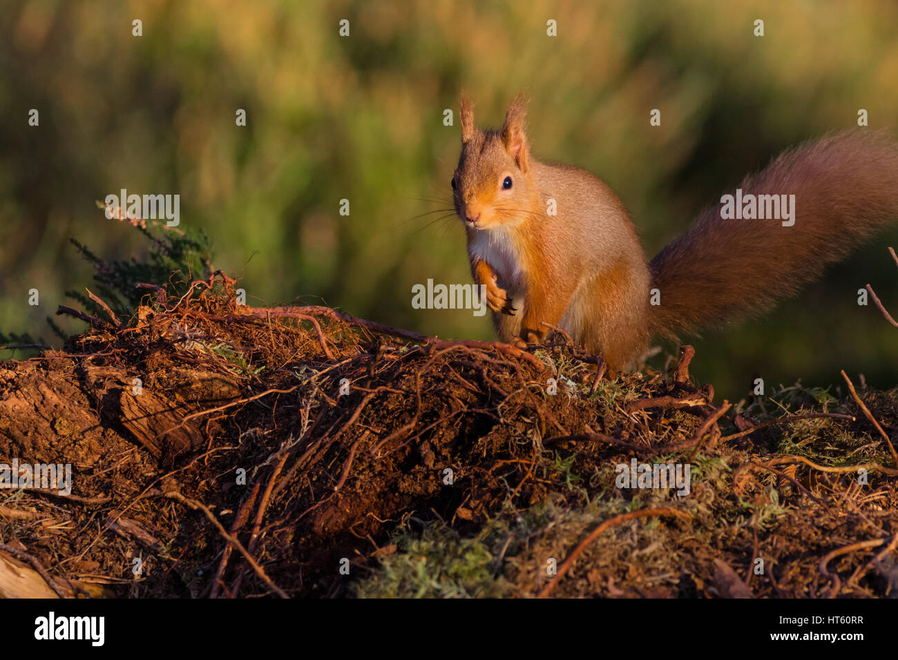 Red scoiattolo (Sciurus vulgaris) sat sul terreno, Caledonian foresta, Scotland, Regno Unito Foto Stock