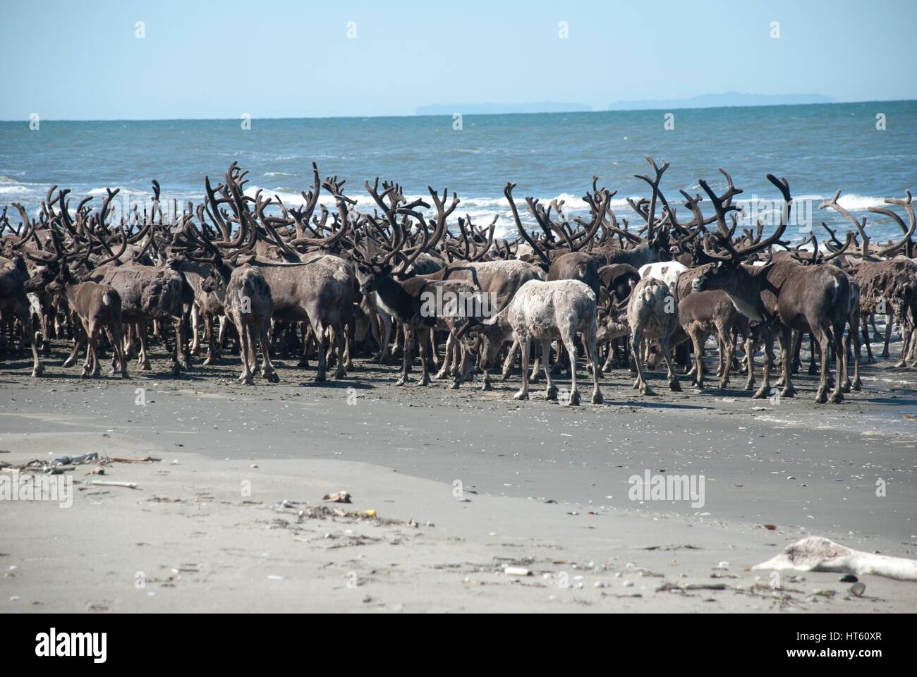 Un allevamento di renne raccoglie lungo Ikpek spiaggia della Bering Land Bridge National Preserve, Alaska. Le renne erano stati portati in regione nei primi anni del Novecento per sostituire il declino dei caribù mandrie per i nativi Alaskan Inupiaq popolazione. Foto Stock