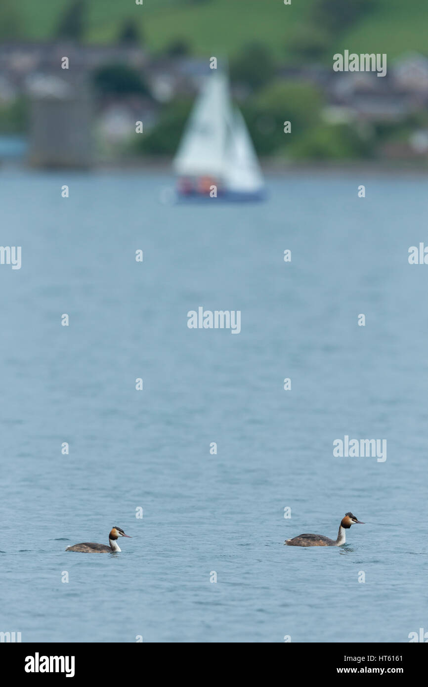 Svasso maggiore Podiceps cristatus, nuoto con yacht distanti, Cheddar serbatoio, Somerset, Regno Unito nel mese di maggio. Foto Stock