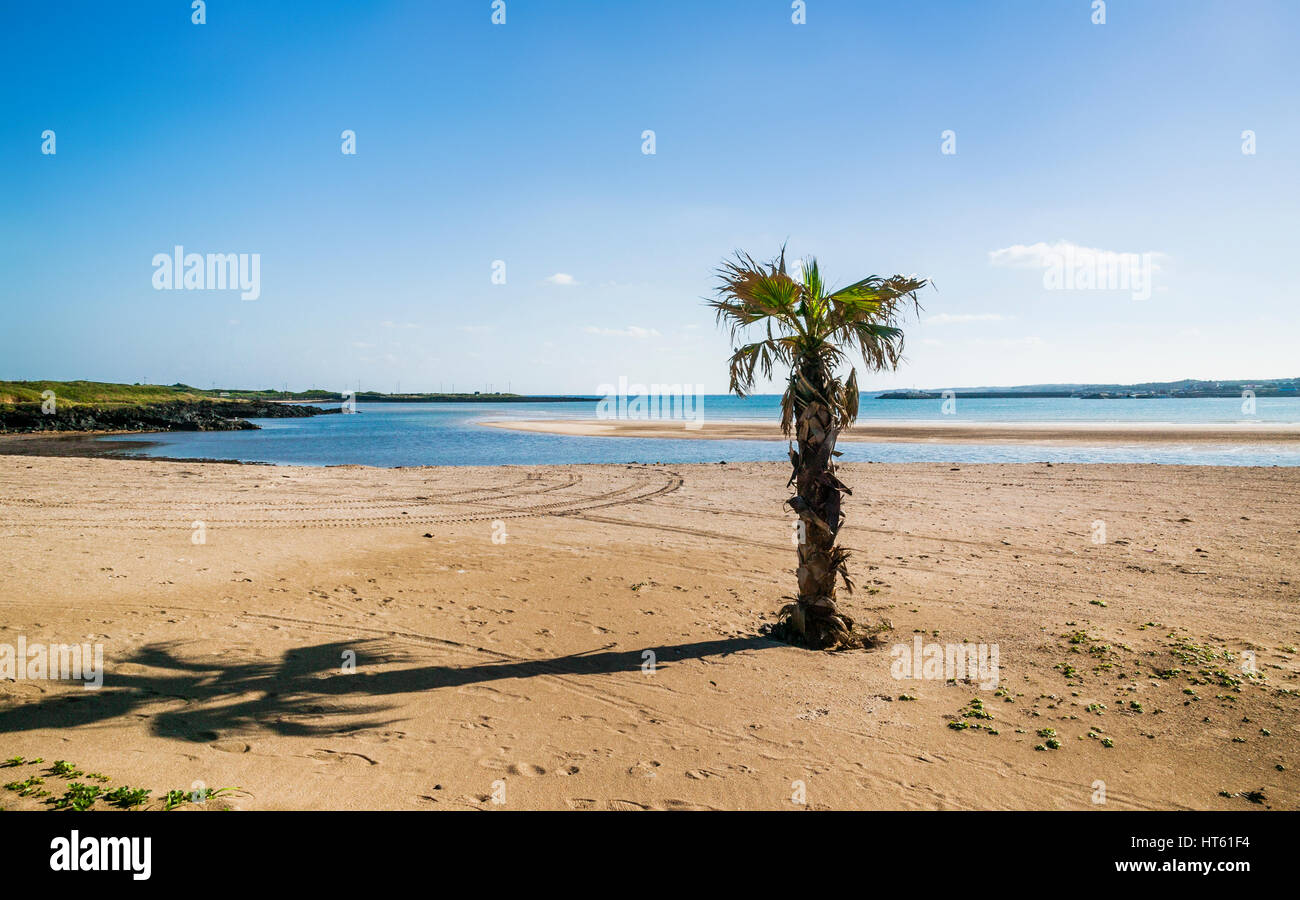 Repubblica di Corea, Jeju Island, East Coast, lonely Palm tree a Sinyang Beach Foto Stock