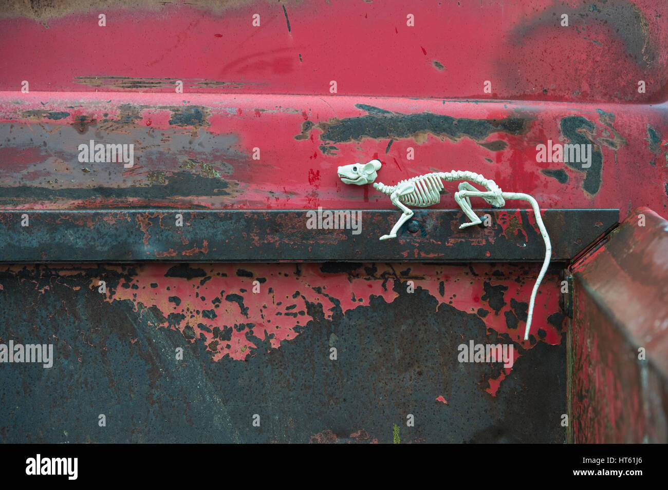 Plastica scheletro di ratto su un vintage american ford pick up truck. Regno Unito Foto Stock