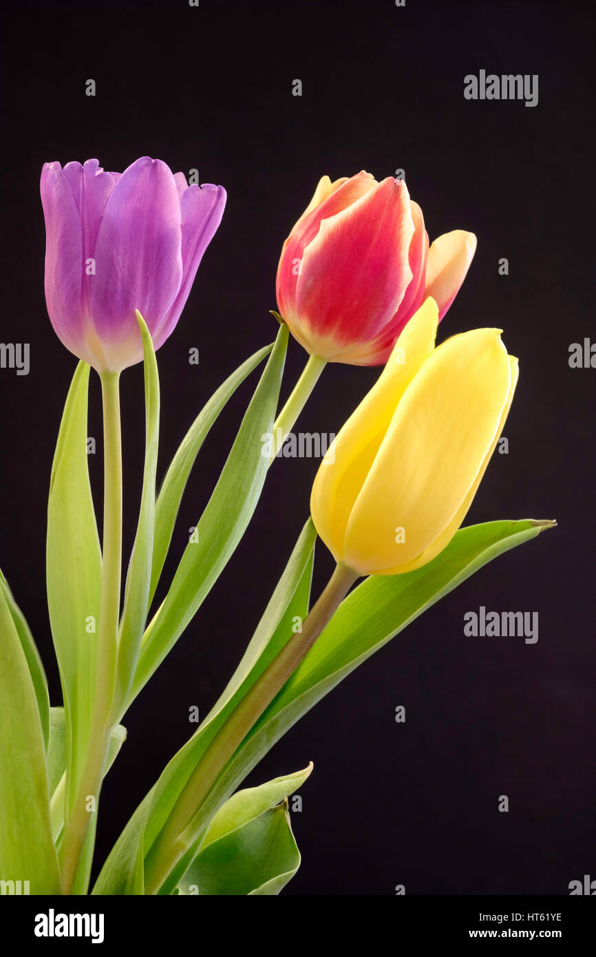 Tre i tulipani, rosso giallo e viola in vaso Foto Stock