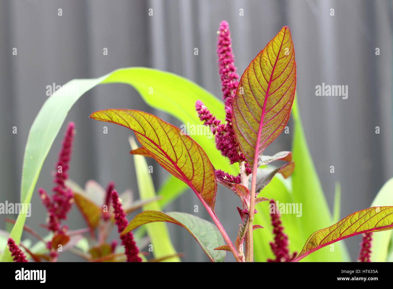 Amaranthus tricolore o noto come Amaranto Rosso Foto Stock
