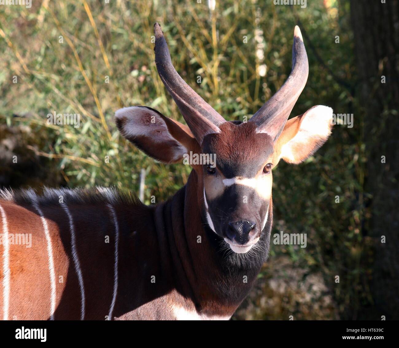 Voce maschile East African Bongo antilope (Tragelaphus eurycerus) closeup della testa Foto Stock
