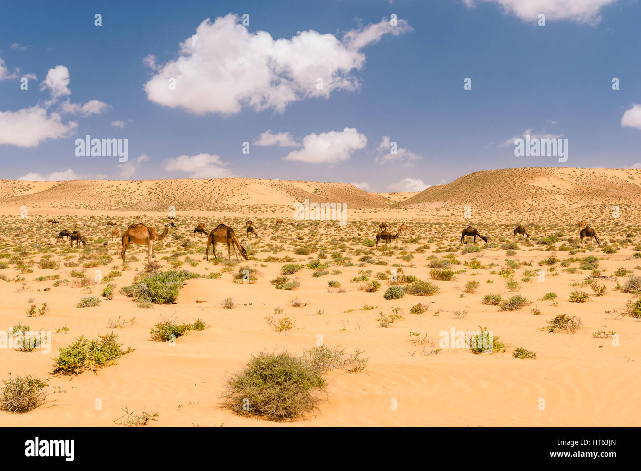 Una mandria di cammelli arabe in appoggio e mangiare nel deserto vicino a Tan Tan vicino al Wadi Draa Marocco Foto Stock