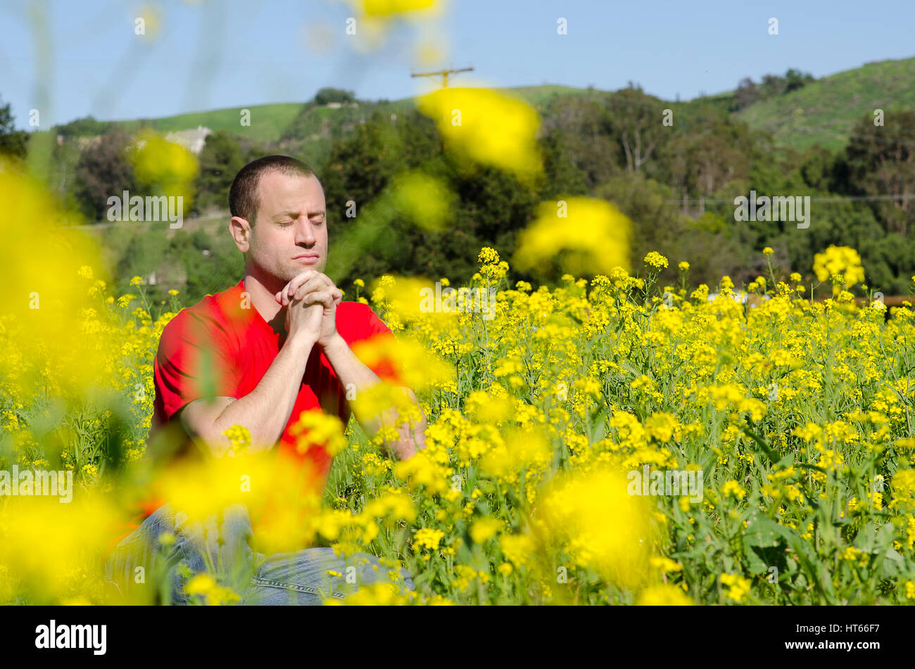 Uomo che prega nascosto in un campo di fiori gialli Foto Stock