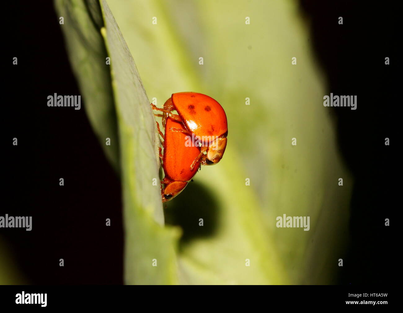 Due coccinelle coniugata di una foglia Foto Stock