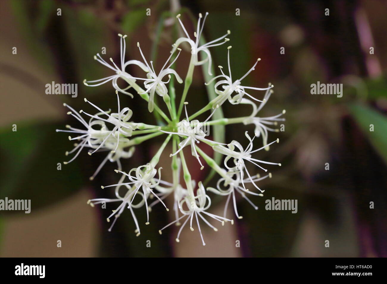 Fiore di bambù giapponese, Dracaena surculosa punctulata Foto Stock