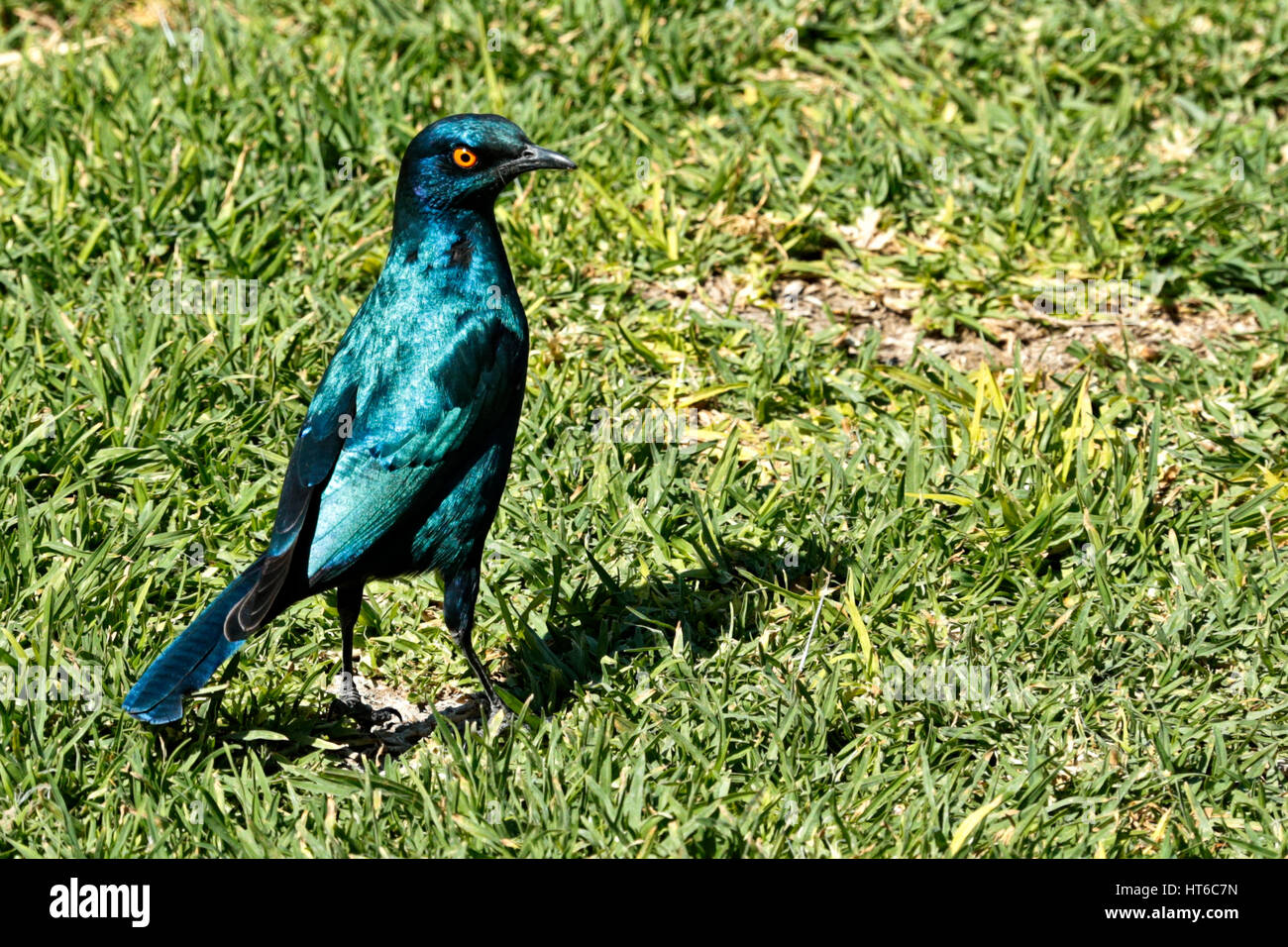 Cape Glossy Starling sull'erba Foto Stock