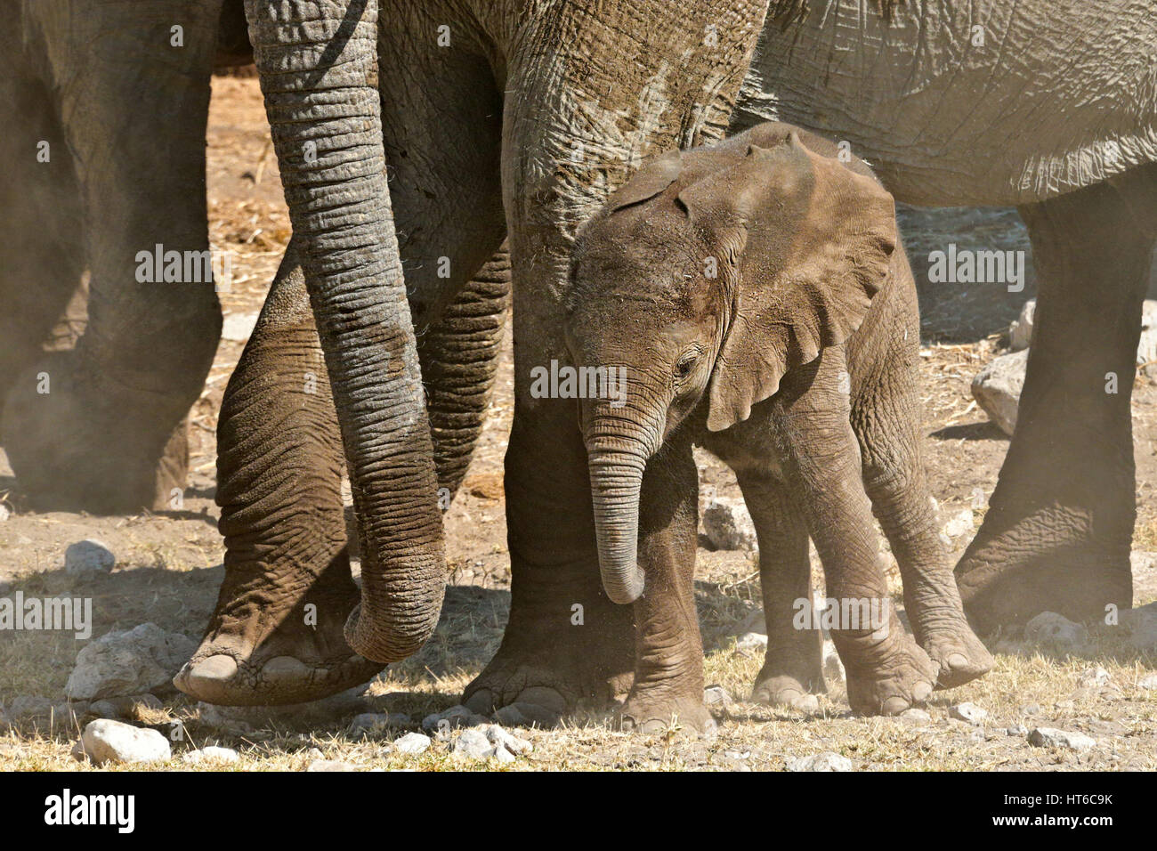 Elephant Baby snuggling fino alla mamma della gamba in Etosha Foto Stock