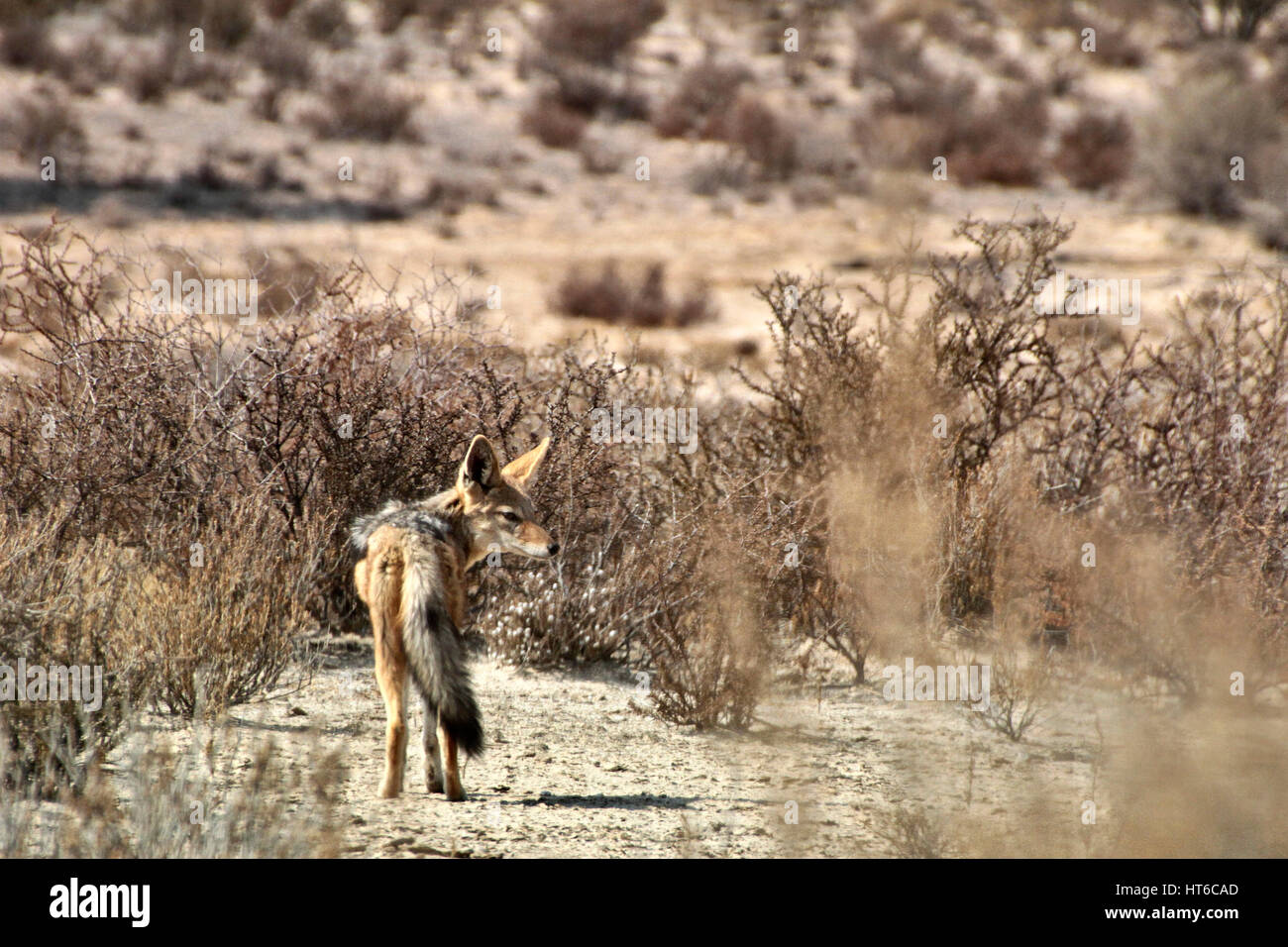 Black Backed Jackal guardando indietro nel Kalahari Foto Stock