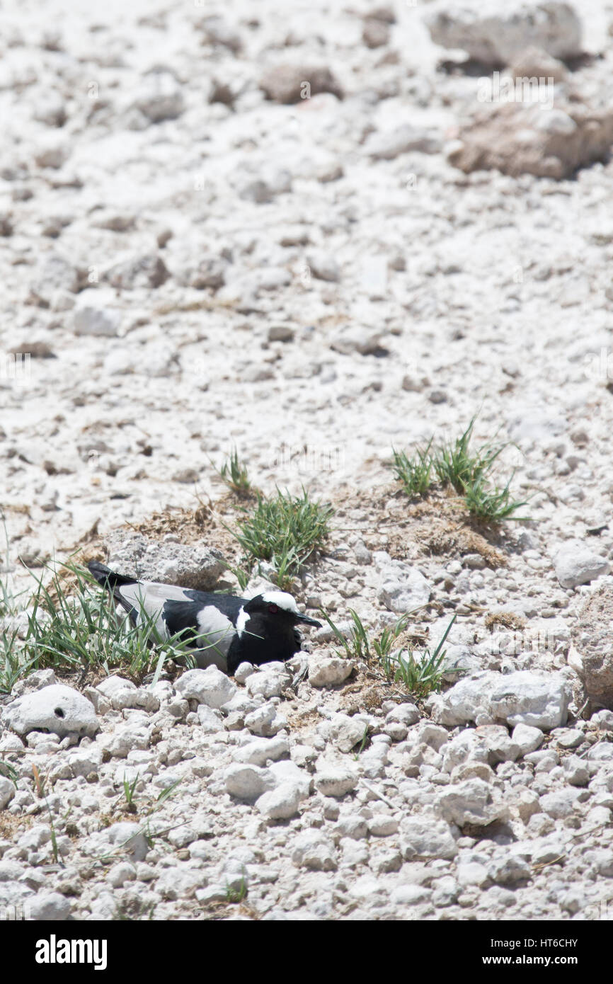 Fabbro Plover (pavoncella) sul nido in Etosha Foto Stock