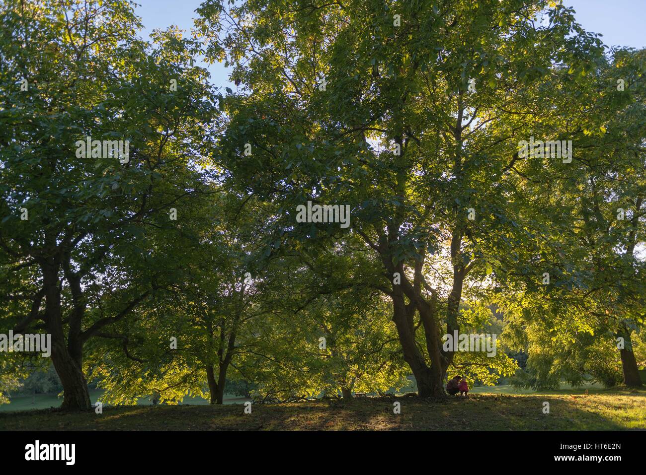 Giovane donna e bambino che gioca sotto un albero nel Giardino Botanico, Aarhus, Europea città culturale nel 2017, Nord dello Jutland, Danimarca Foto Stock