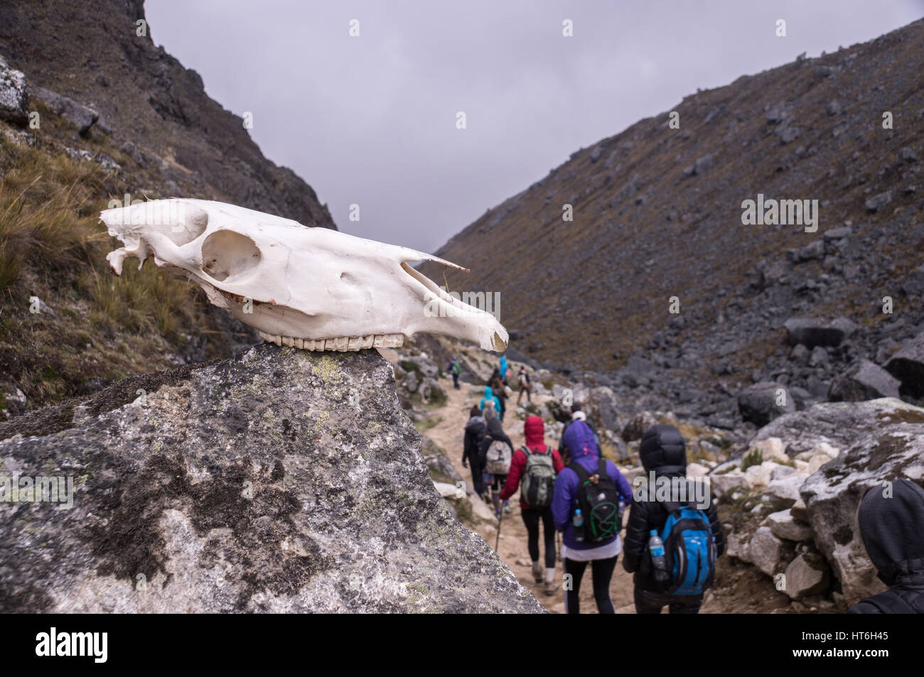 Cusco, Perù il 20 ottobre 2015: cranio di cavallo su una roccia in montagna è un segno di pericolo per i viaggiatori Foto Stock