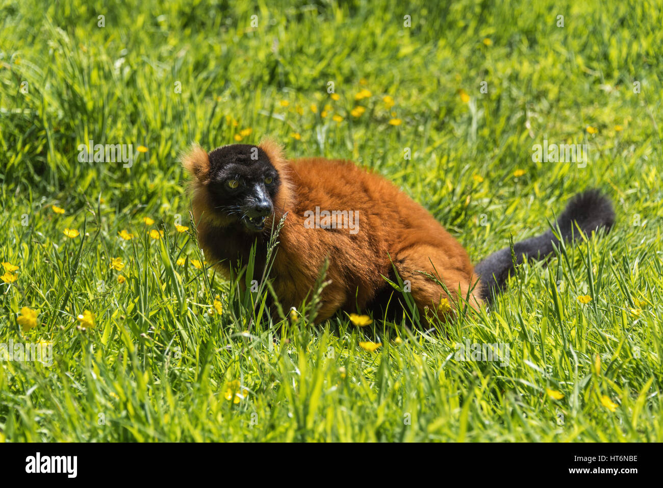 Rosso lemure ruffed Foto Stock