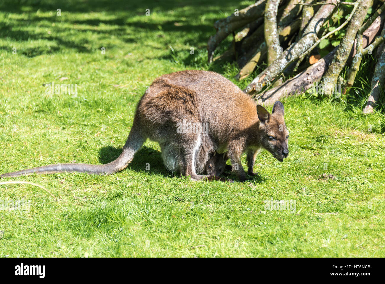 Wallaby con il bambino in una custodia Foto Stock