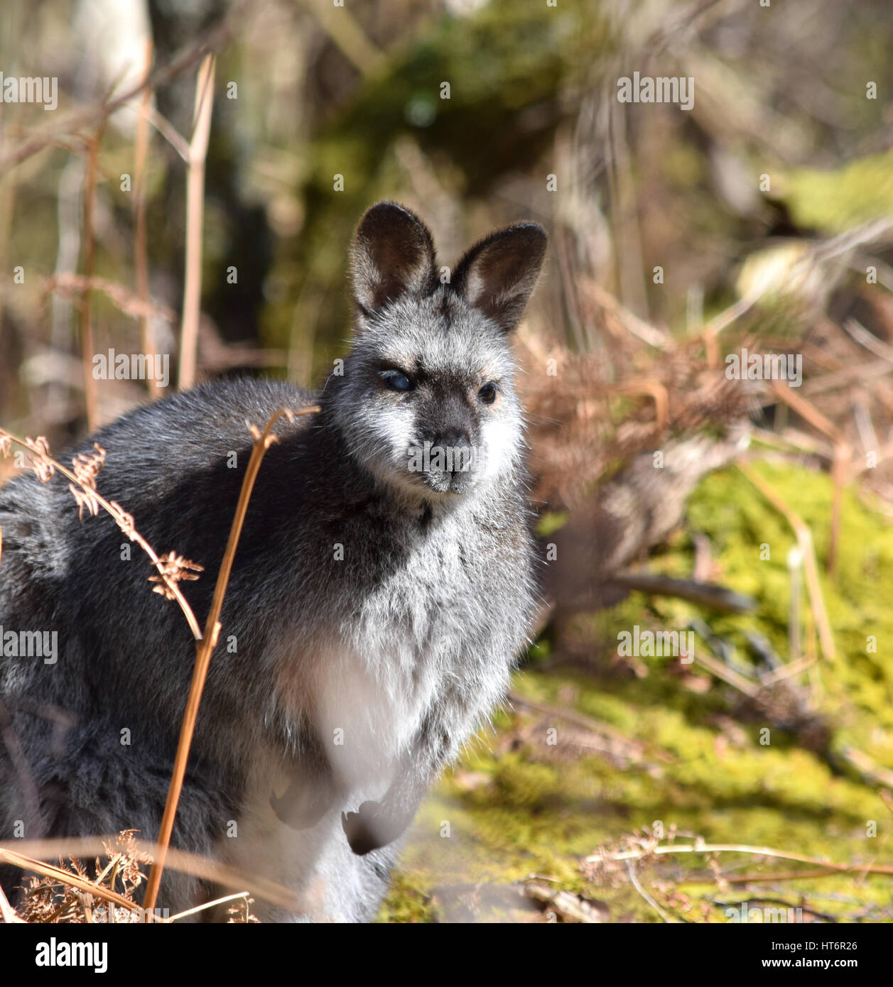 Wild red-un wallaby dal collo a Curraghs Foto Stock