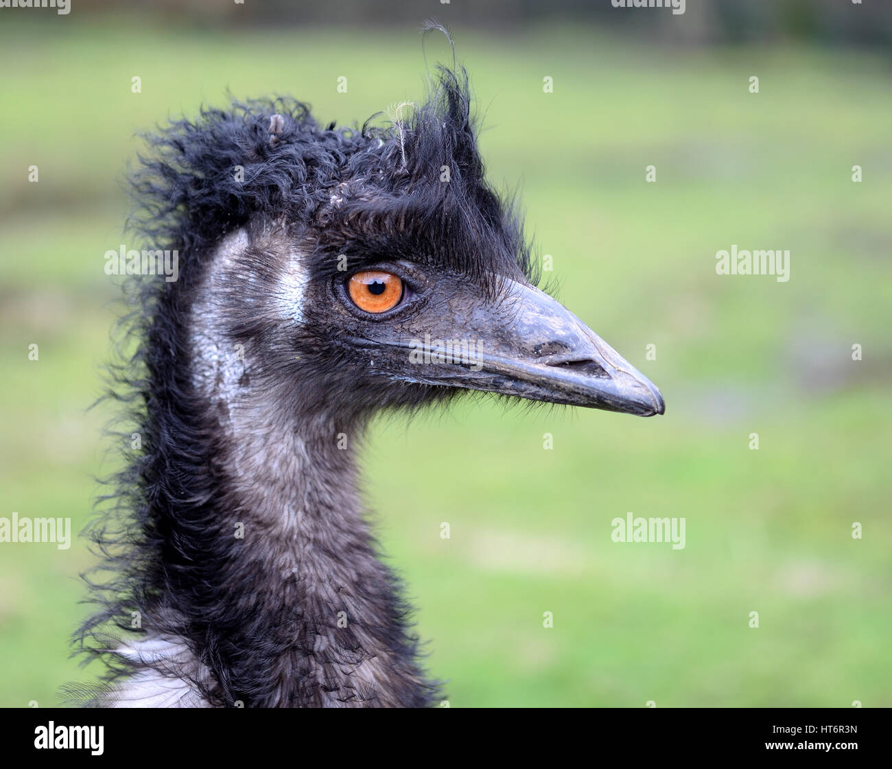 L'Uem faccia, occhi Arancio Foto Stock