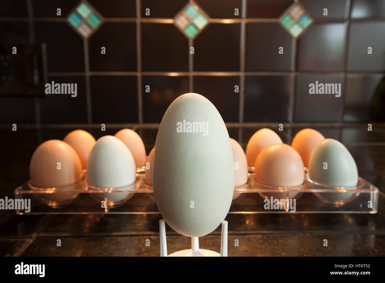 Uno molto uovo grande si siede di fronte a una dozzina di uova colorate posati da cortile polli. Foto Stock