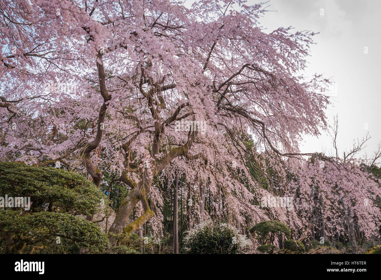 Grande ciliegio piangente nella primavera,Giappone Foto Stock