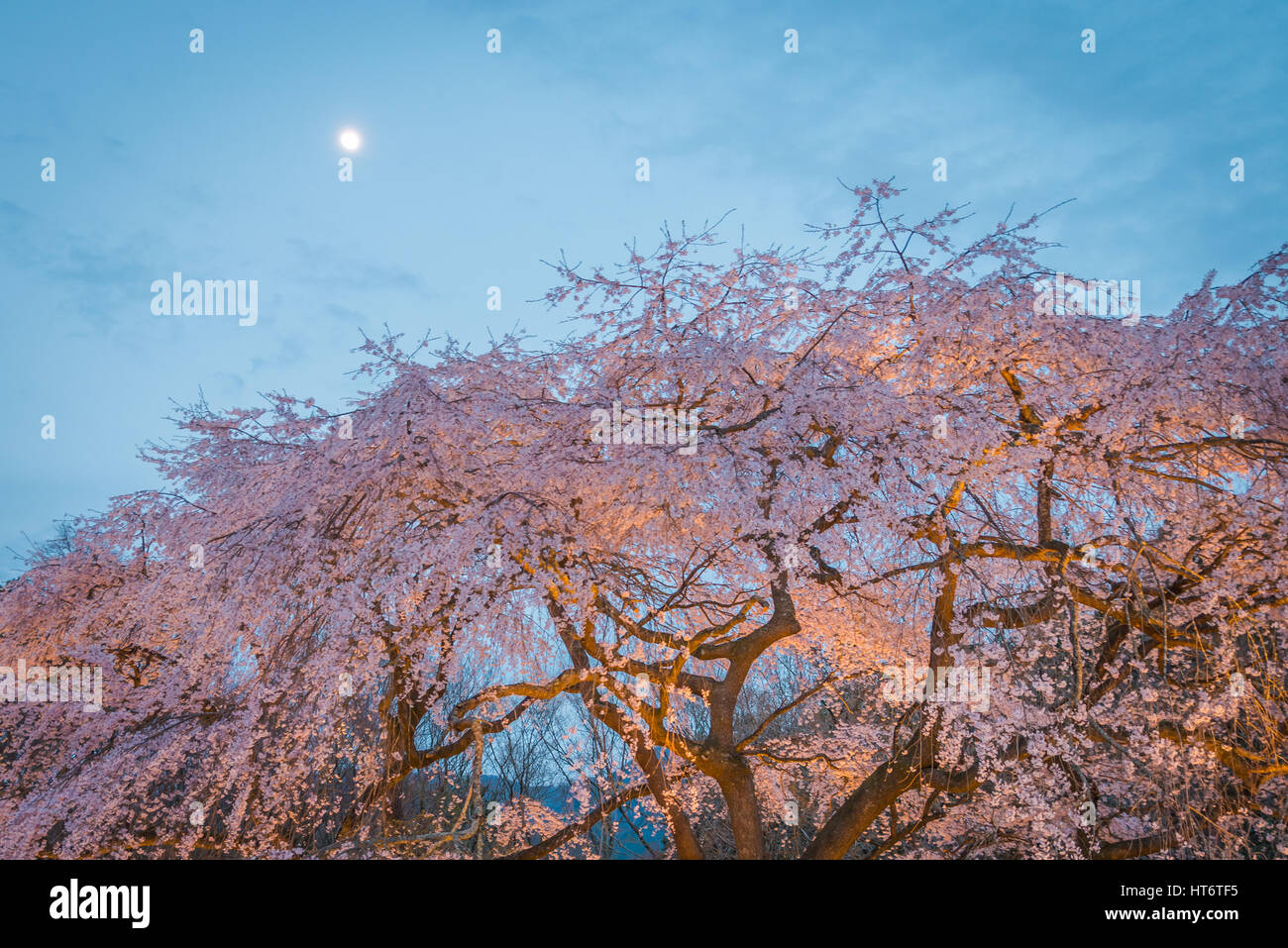 Grande ciliegio piangente nella primavera,Giappone Foto Stock