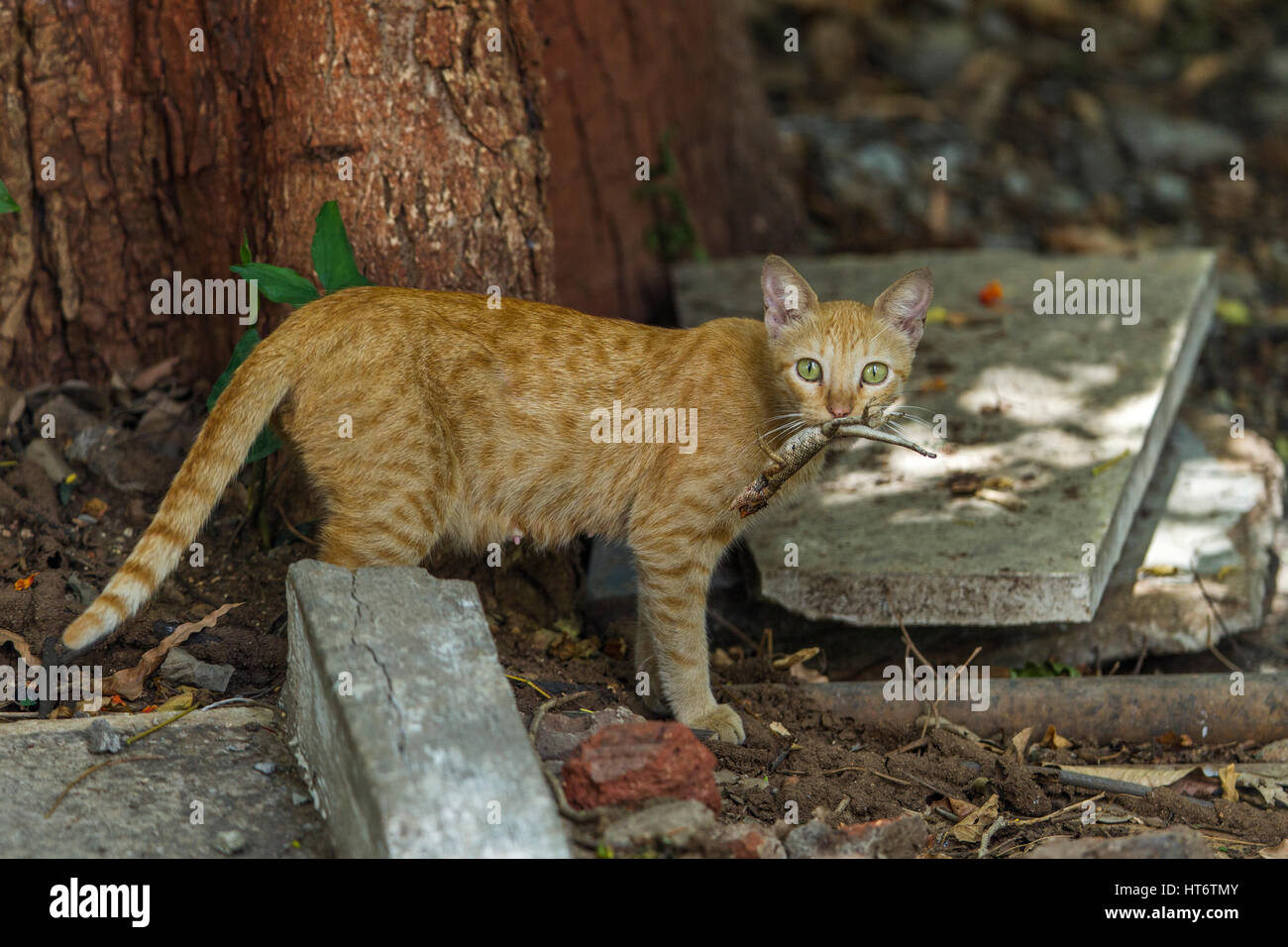 Un gatto domestico con una lucertola preda . Foto Stock