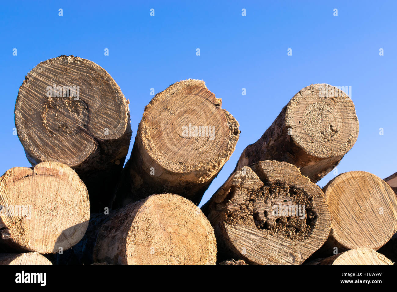 Primo piano di dettaglio Tamarack Logs Foto Stock