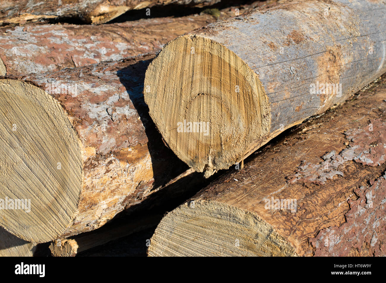 Primo piano di insetto Tamarack danneggiato Foto Stock