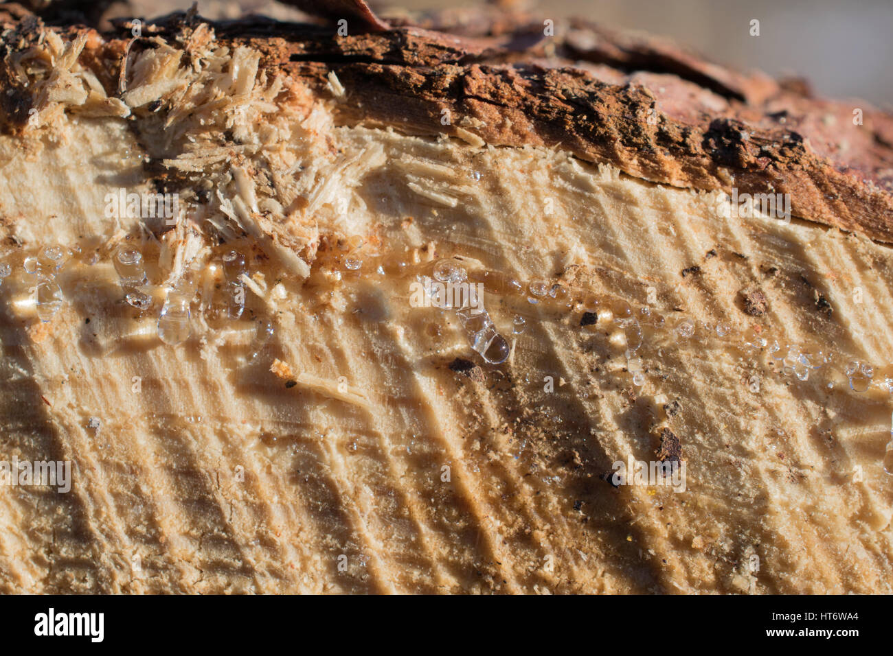 Dettaglio sap su Tamarack Log Foto Stock