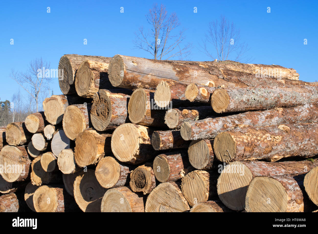 Il larice impilati sul sito di registrazione Foto Stock