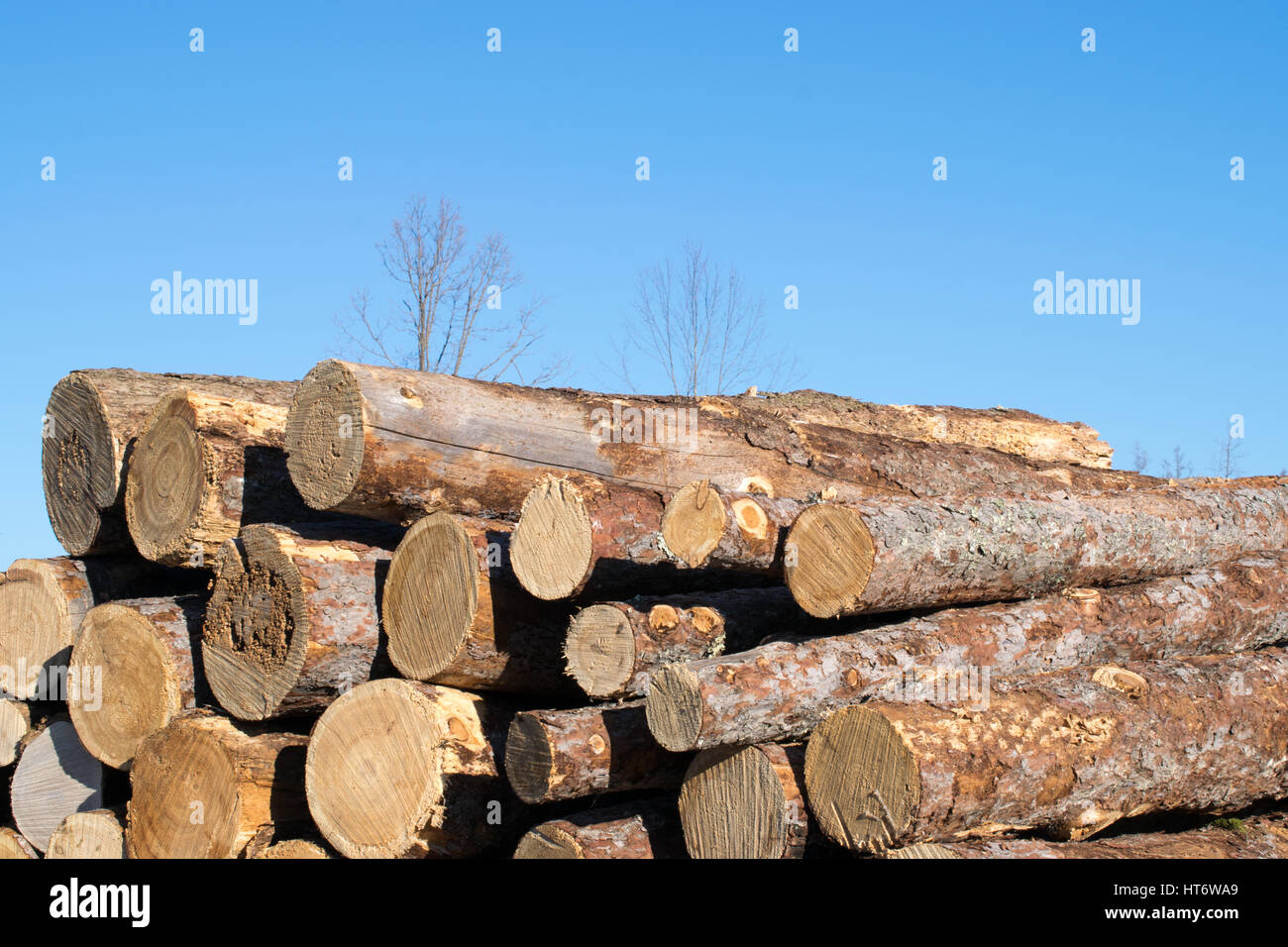 Tamarack Log in pila Foto Stock
