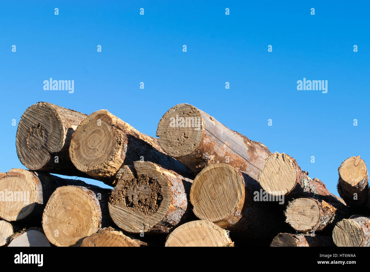 I registri di larice contro il cielo blu Foto Stock