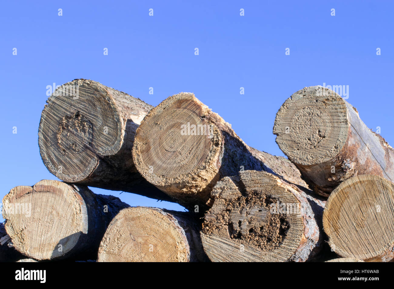 Orientale i registri di larici Foto Stock