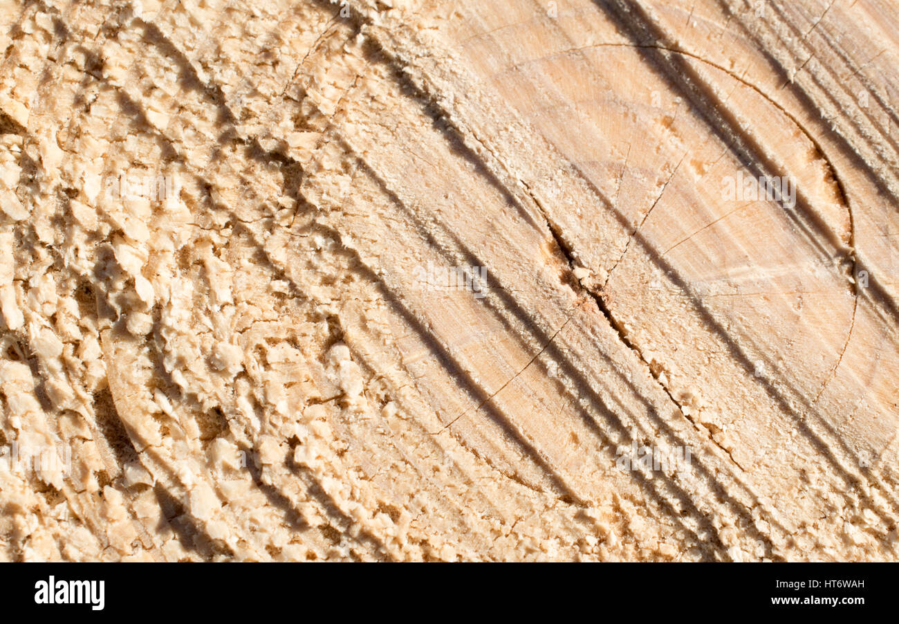 Vista dettagliata del larice orientale finale di log Foto Stock